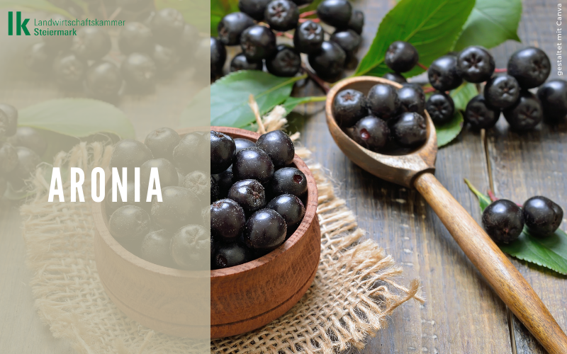Aronia