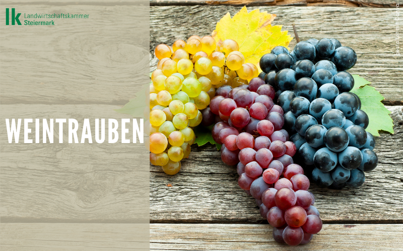 Lebensmittel der Woche: Weintrauben