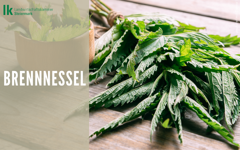 Brennnessel