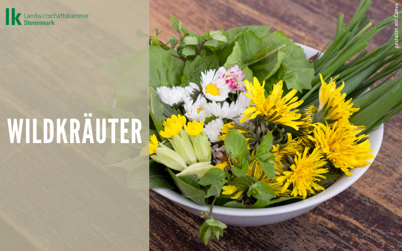 Wildkräuter