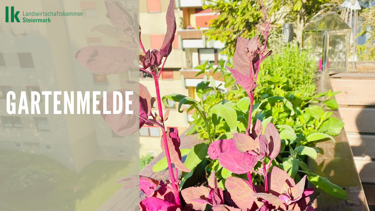 Gartenmelde