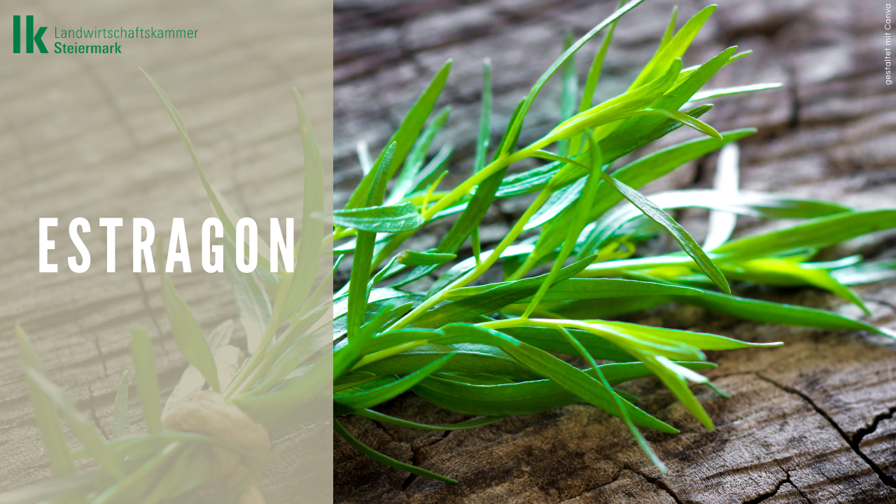 Estragon