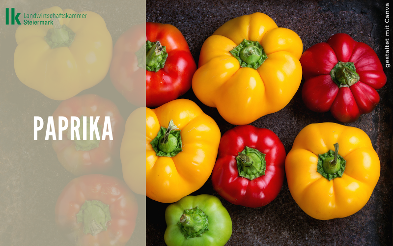 Paprika