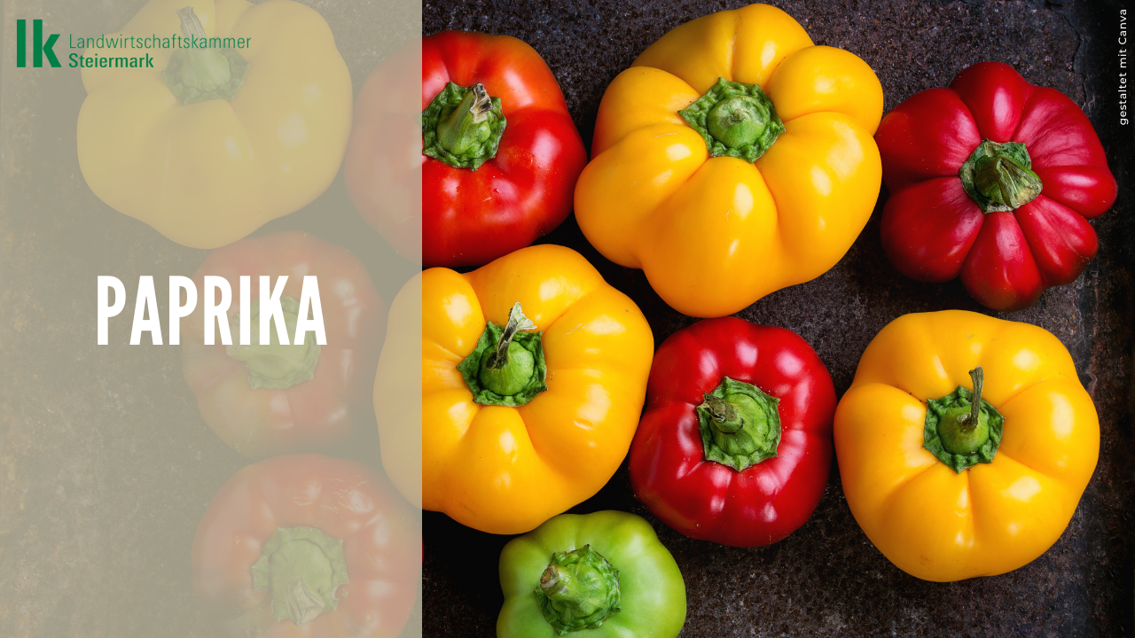 Paprika
