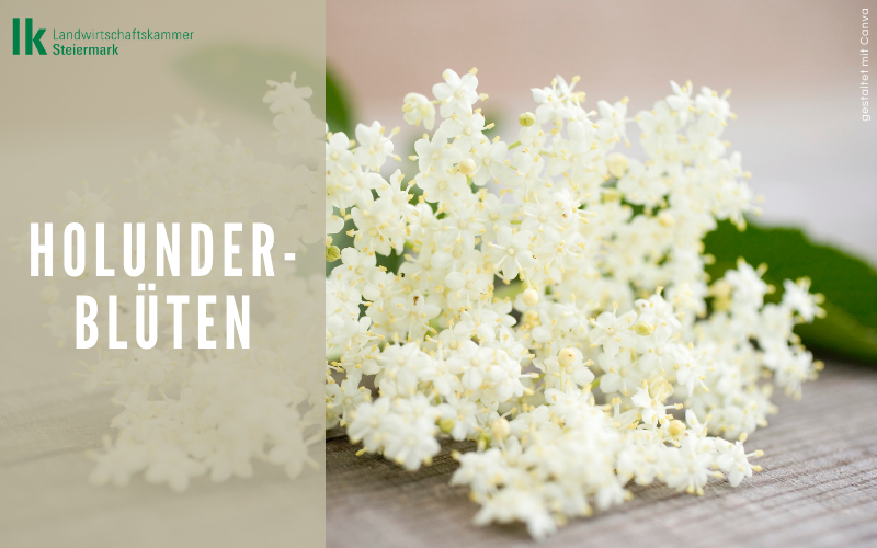 Holunderblüten