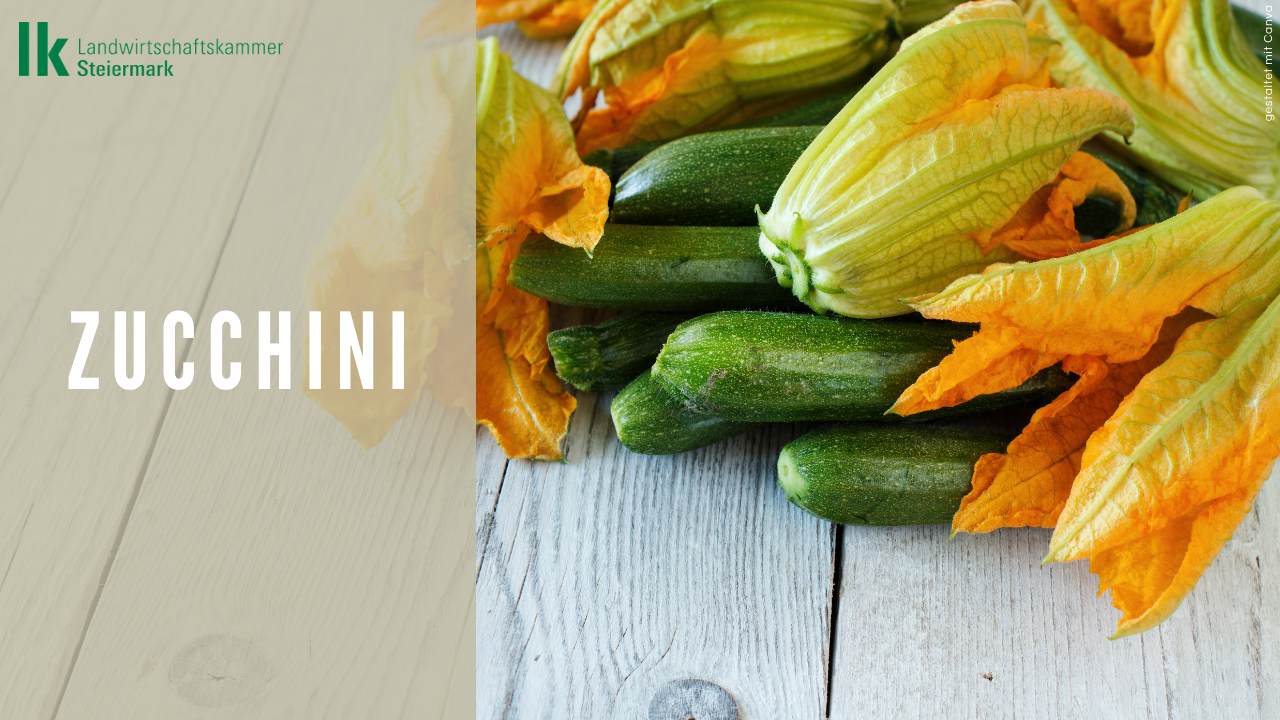 Zucchini