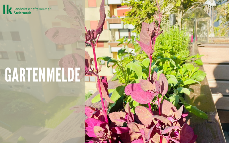 Gartenmelde