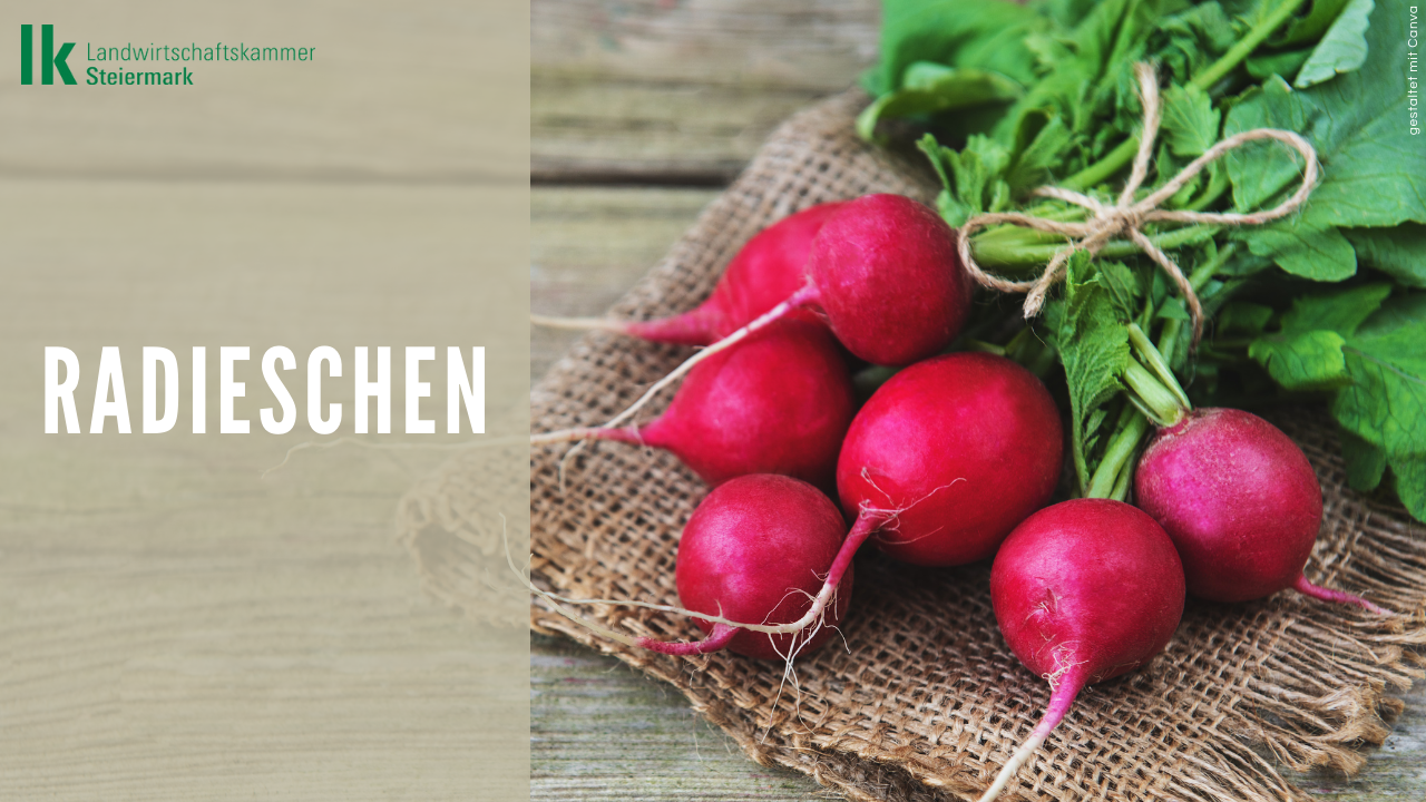 Radieschen