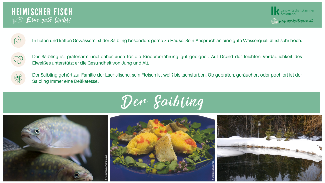 Saibling