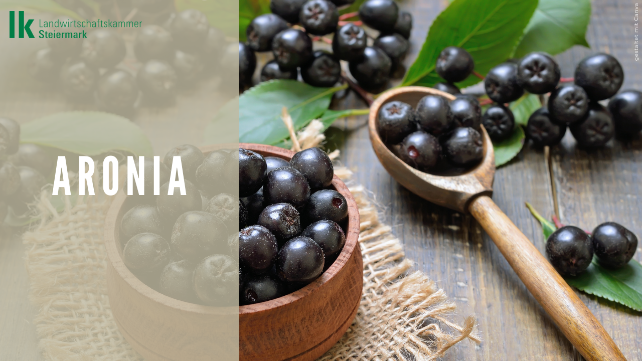Aronia